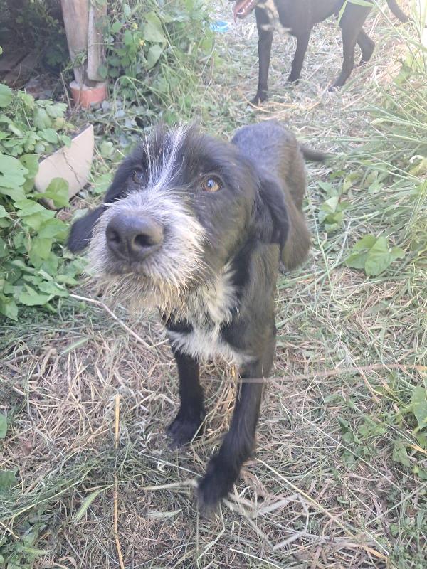 Thor & Loky, due giovanotti in cerca di casa Foto 4